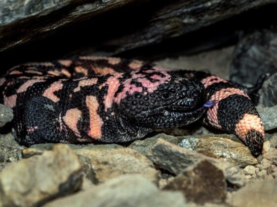 black and pink snake