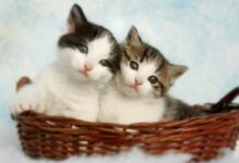 two silver tabby kittens