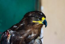 selective focus photography of eagle