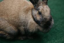 grey rabbit