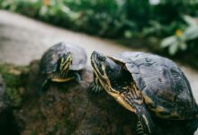 two brown turtle