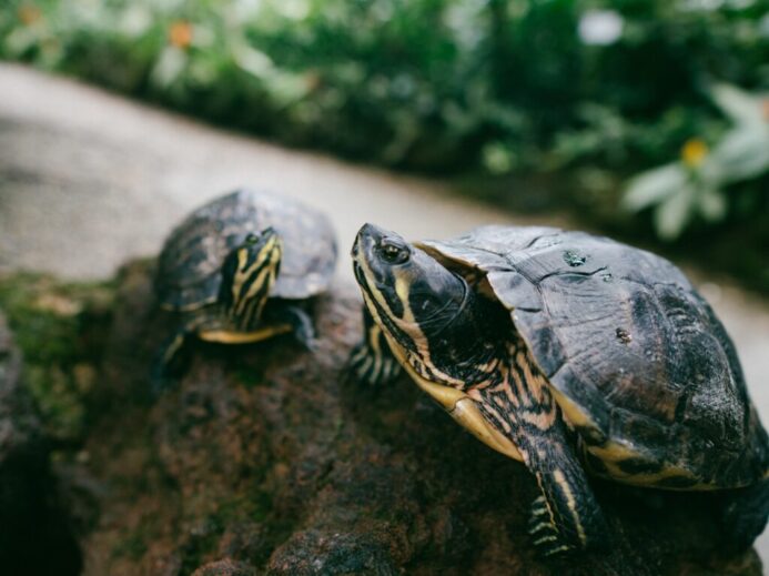 two brown turtle