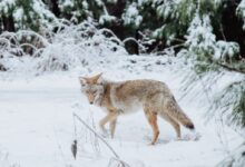 brown wolf walking on snow