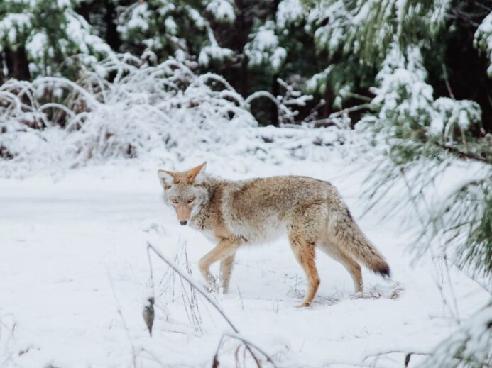 brown wolf walking on snow
