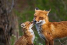 brown fox in tilt shift lens