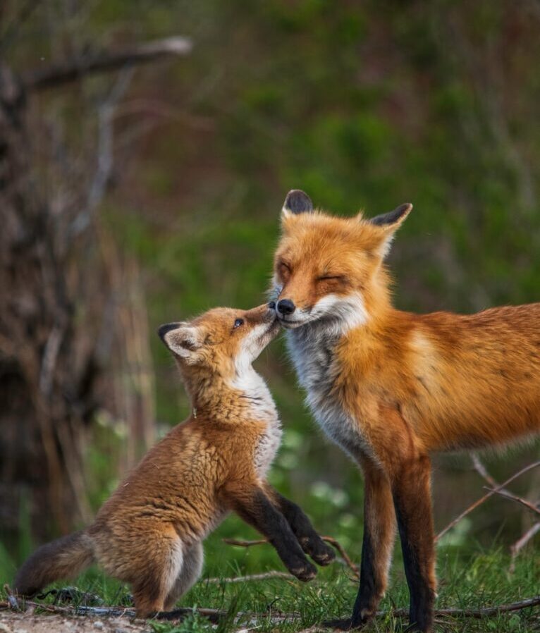 brown fox in tilt shift lens