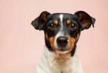 black and white short coated dog