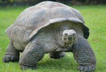 gray and black turtle