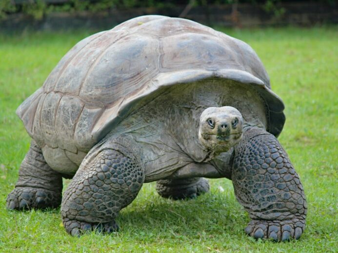 gray and black turtle