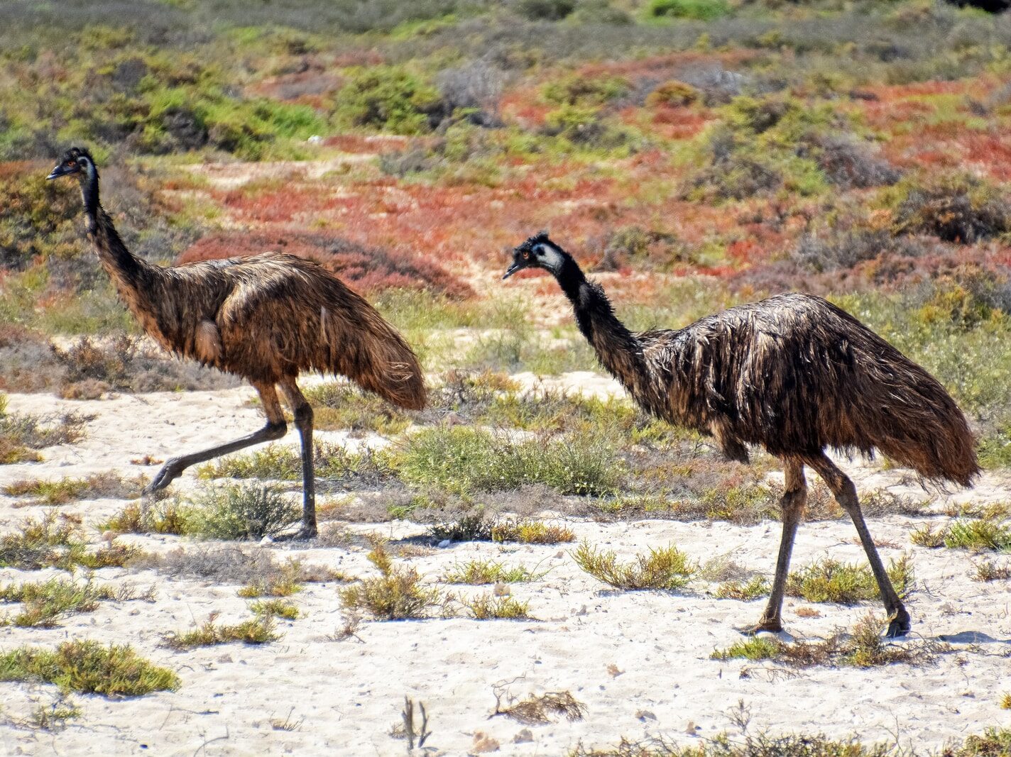 black and brown ostrich walking on brown field during daytime