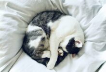 white and black cat lying on white textile
