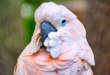 small beaked bird close up photography