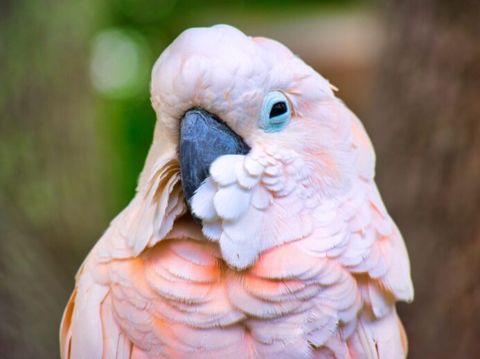small beaked bird close up photography