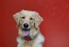 golden retriever sitting on red floor