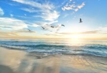 five birds flying on the sea
