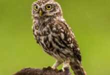 brown and white owl