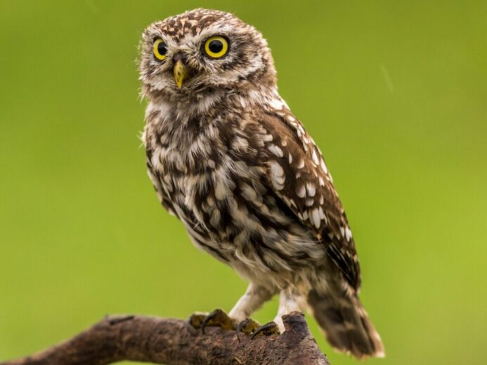 brown and white owl