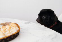 black puppy looking at cupcakes