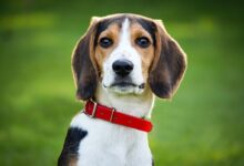 shallow focus photo of short-coated white, brown, and black dog