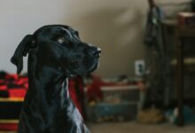 shallow focus photography of dog
