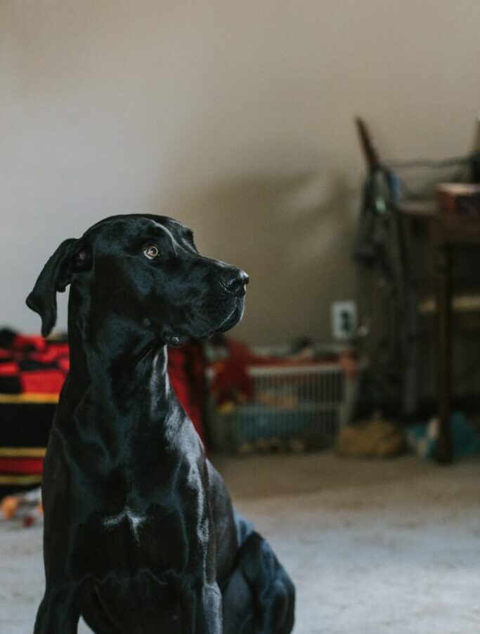 shallow focus photography of dog