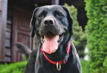 black labrador retriever on green grass field during daytime