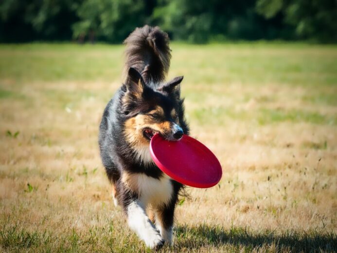 black and brown long coated dog biting red plastic heart toy on green grass field during