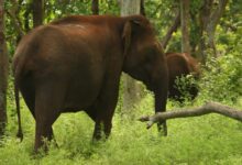 brown elephant on green grass field during daytime