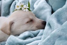 white short coated dog on white textile