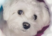 long-coated white puppy
