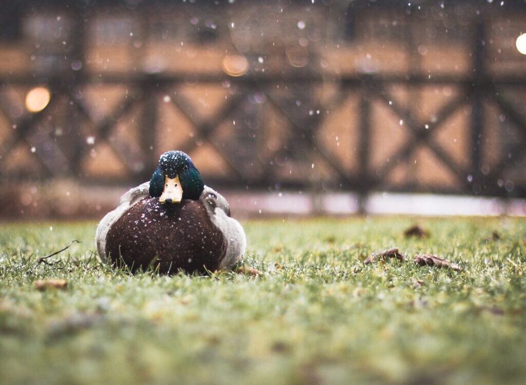shallow focus photography of mallard duck