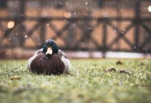 shallow focus photography of mallard duck