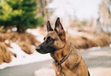 German shepherd near river and trees