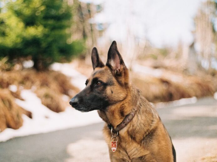 German shepherd near river and trees