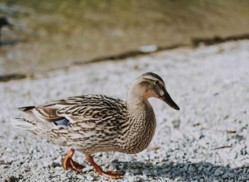 brown duck on shore