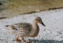 brown duck on shore