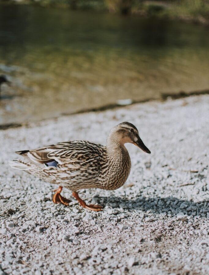brown duck on shore