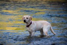 yellow labrador retriever on water during daytime
