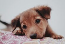 brown short coated dog lying on white and pink floral textile