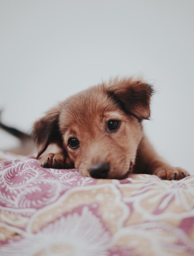 brown short coated dog lying on white and pink floral textile