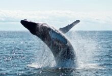 grey dolphin on body of water during daytime