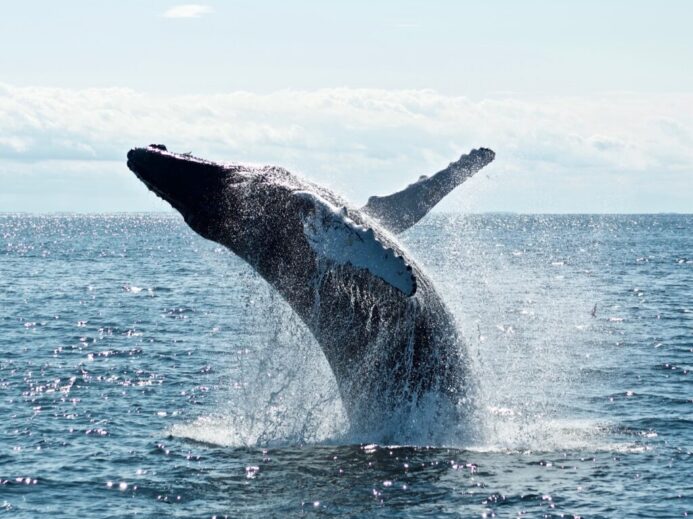 grey dolphin on body of water during daytime