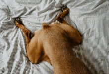 dog laying on bed