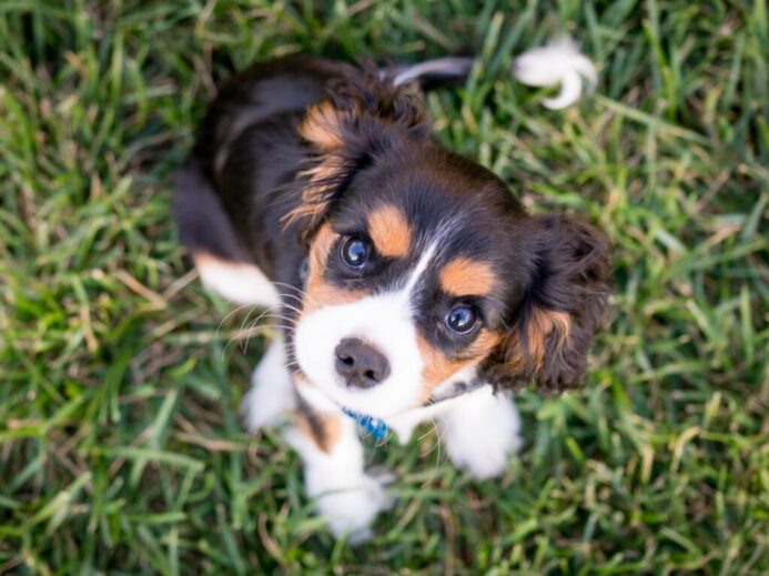 brown dog on grass looking at camera