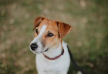 white and brown short coated dog