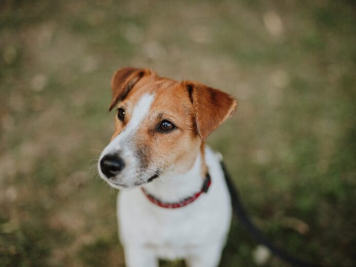 white and brown short coated dog