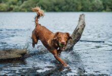 brown short coated dog on water during daytime