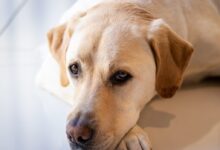 yellow labrador retriever lying on floor