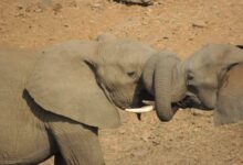 two elephants wrapping their trunks