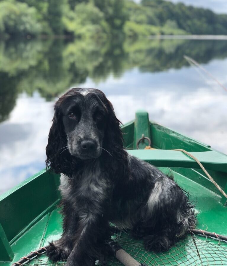 black dog sitting on boat on body of water